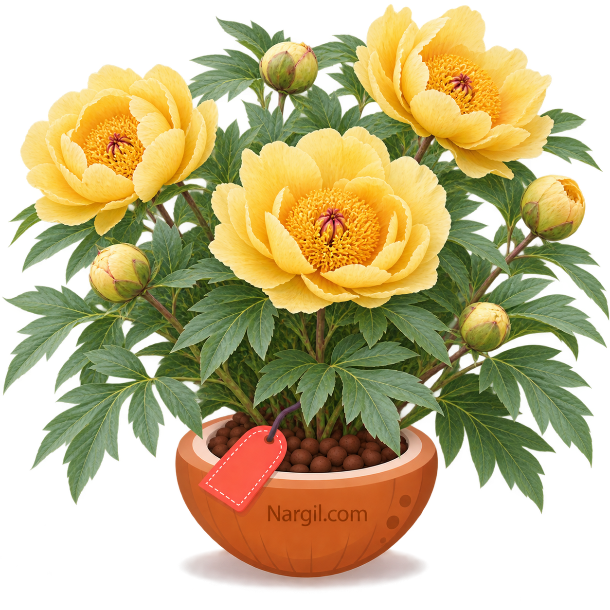 Nargil_Paeonia Mlokosewitschii